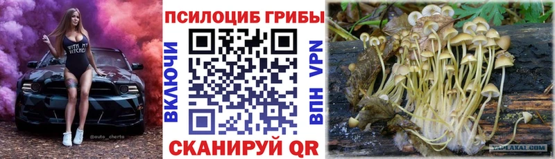 Галлюциногенные грибы Psilocybe  hydra ссылки  Дивногорск 